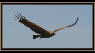 Wedge Tail Eagles in flight Gundabooka National Park [upl. by Ellenoj]