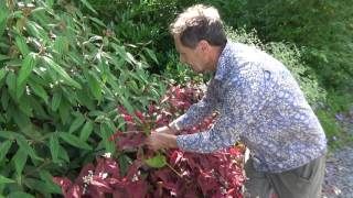 Are persicaria perfect plants for the modern garden [upl. by Klaus120]