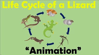 LIZARD LIFE CYCLE  Animation [upl. by Myles]